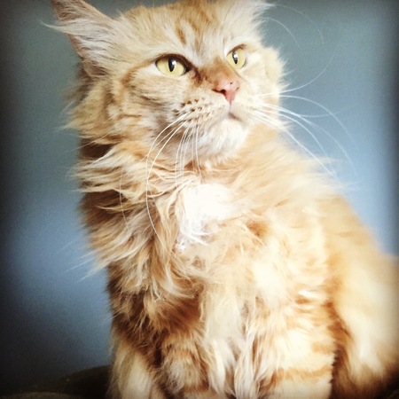 Lilly