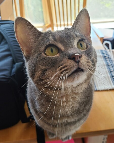 Whiskey