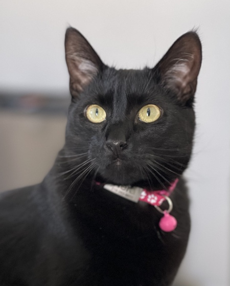 Nera