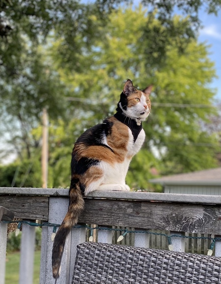 Inara