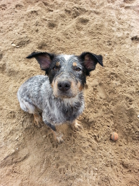 Kimber