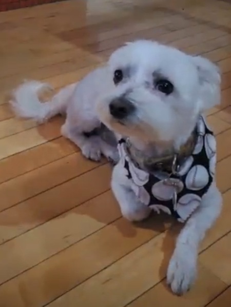 Teddy