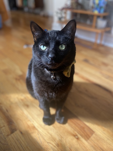 Clawde