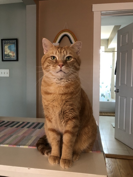 Louie