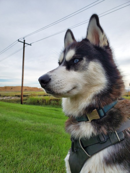 Thor