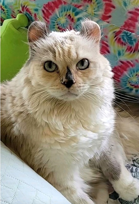 Margaux Hemingcat 