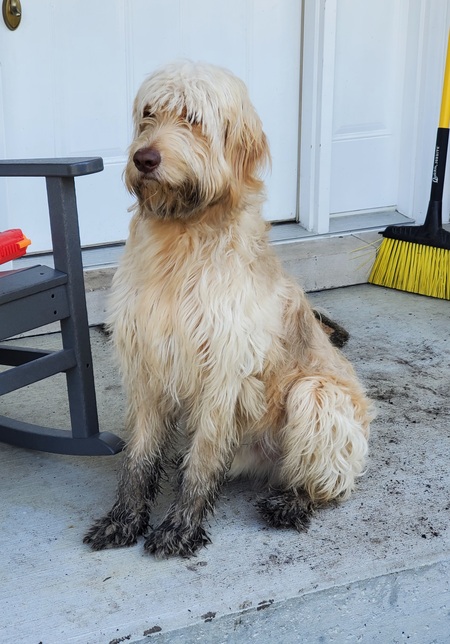 Hercules "the Shaggy Demon"