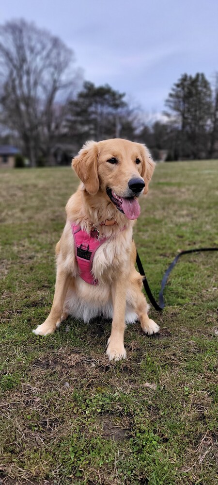 Macie