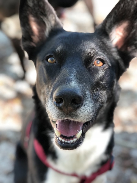 Roo