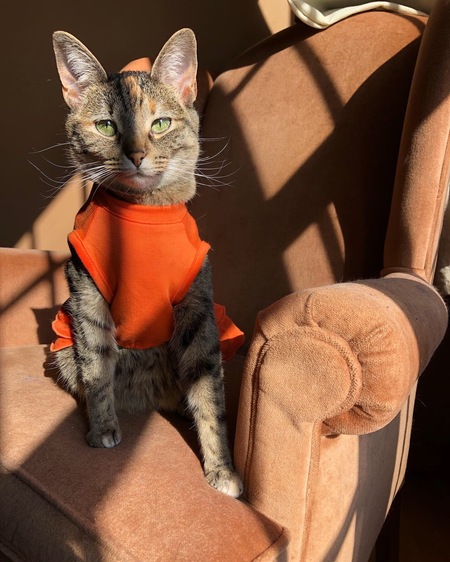 Azula (Zuzu)