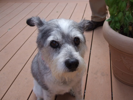 Roxy