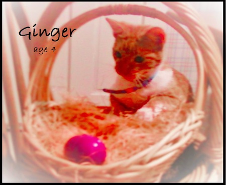 Ginger