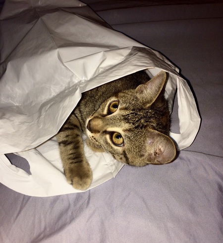 Kitty