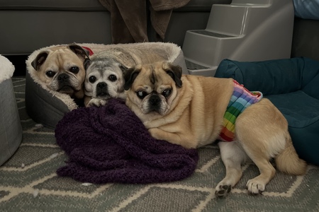 Nitro, Tulip & Pumpkin