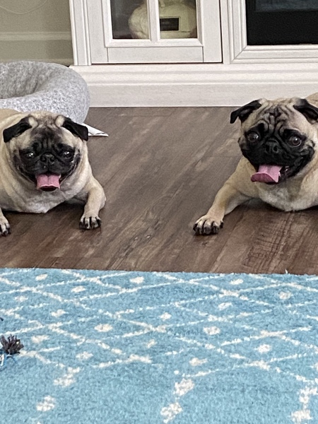 Matilda & Huxley 