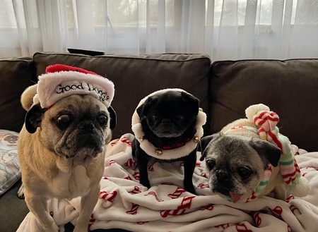Suga, Abby, & Ava