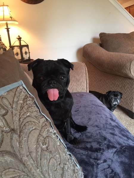 Ellie Mae (Marilyn Vixen Monroe photo bomber) 