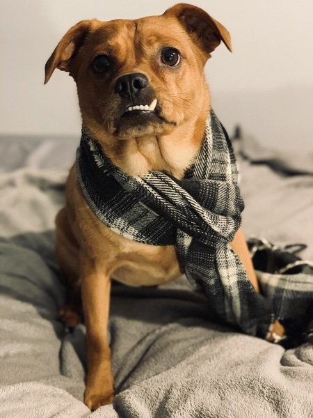 Bear 