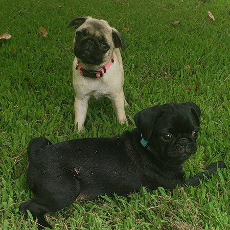 Dixie & Dexter
