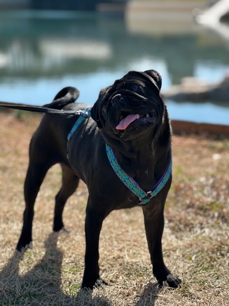 Chubbs