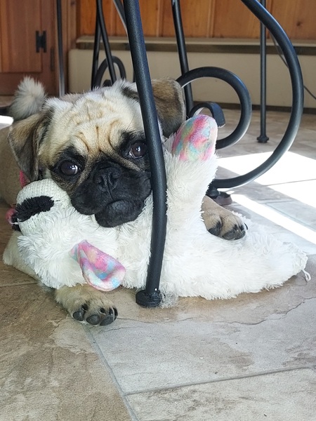 Chessie