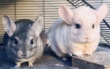 Baharat and Kul(formerly Pepper and Cinder)