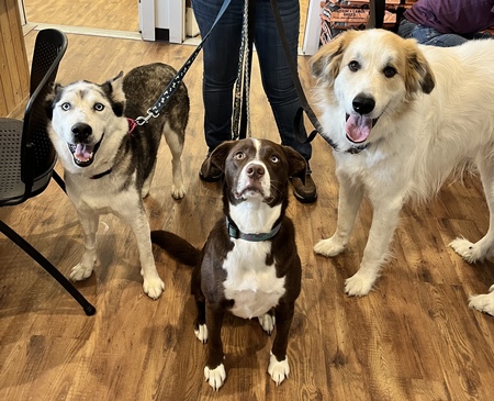 Harper, Aspen & Luna