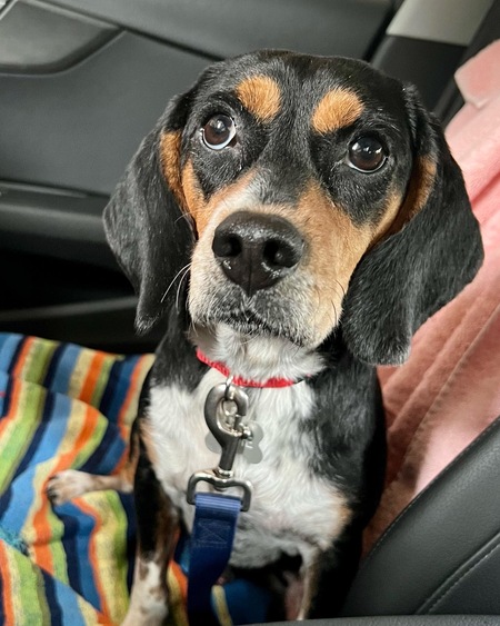 Louie (AKA Jordy)