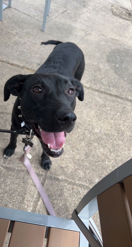 Pepper
