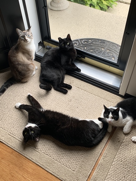 Top clockwise Dante, Thor, Loki and Meraki 