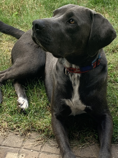 Bodie