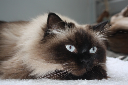 Gracie