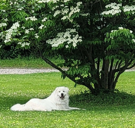 Bear