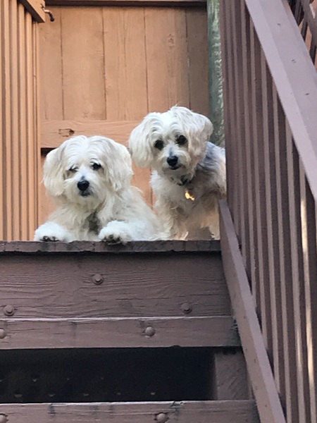 Cassie & Rocky Sugarbear