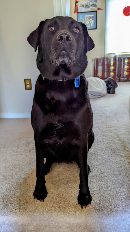 Ollie (Olive)