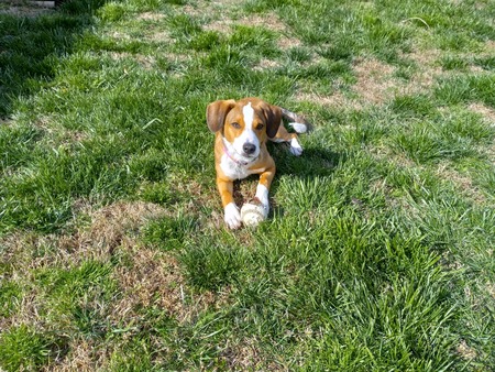 Roxie