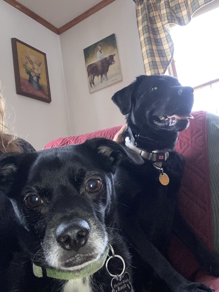 Buddy 