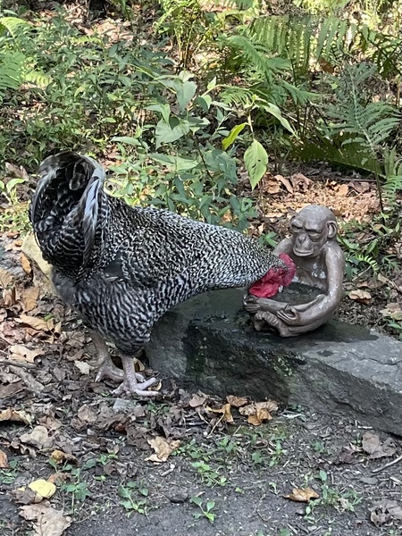 Big Chicken