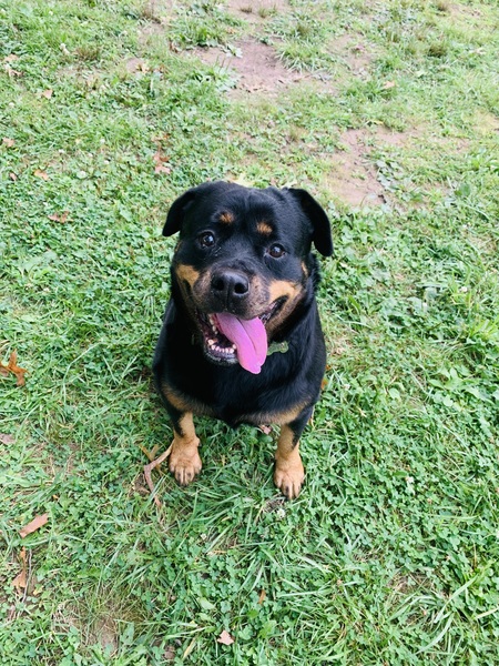 Sheeba