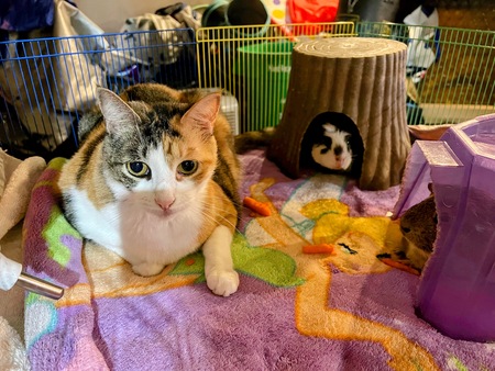 Sam and Nora (Guinea Pigs)