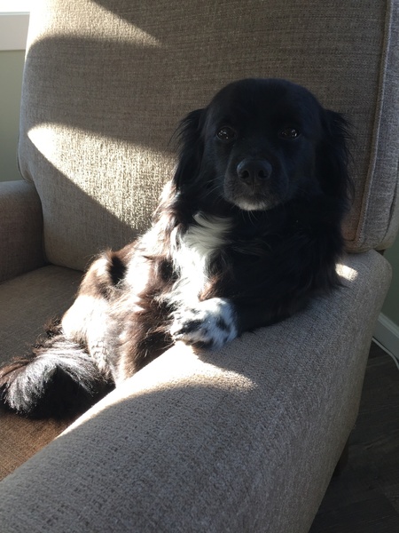 Buddy 