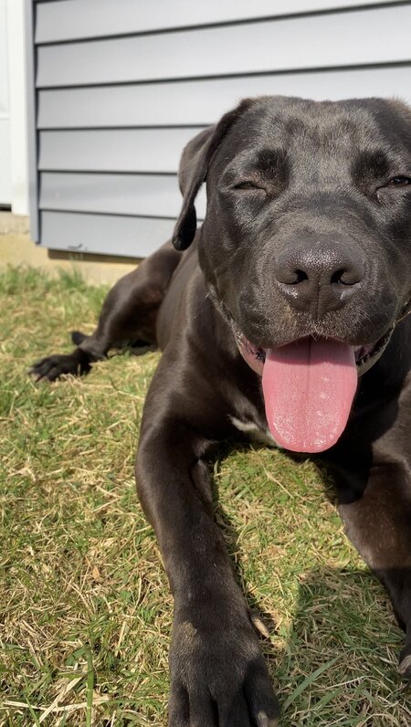 Georgia (formerly Lulu)