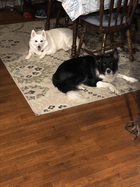 Toby/ Mishka 