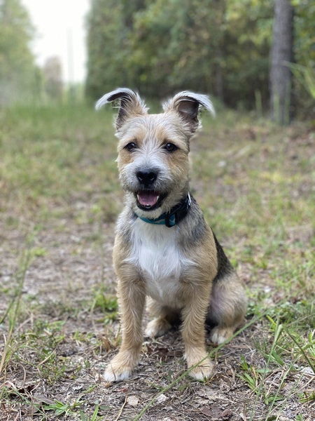 Otis
