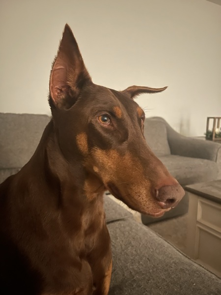 Sadie