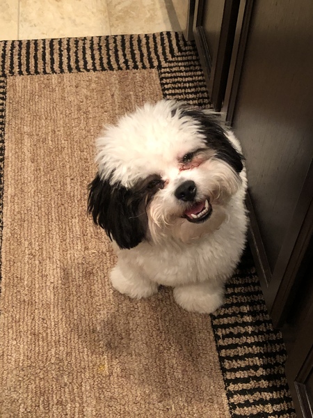 GIZMO