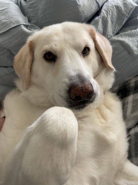 HUDSON 