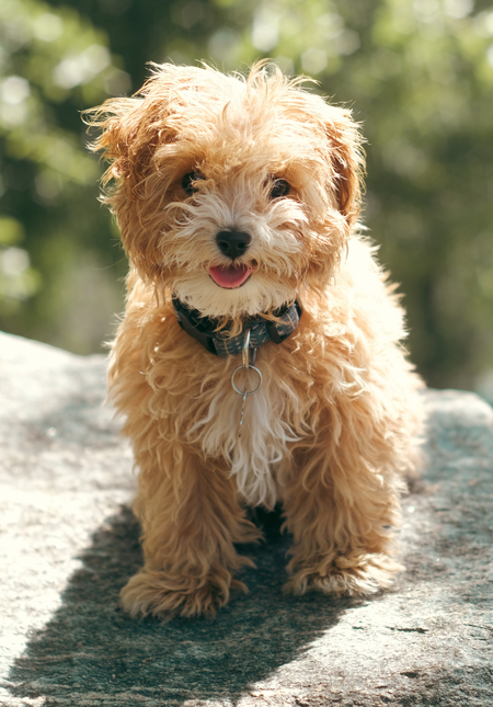 Milo