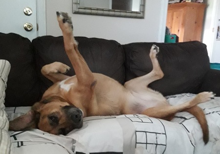 Layla