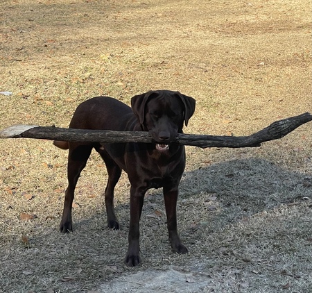 Ellie
